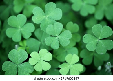 Three leaf clovers for backgrounds 