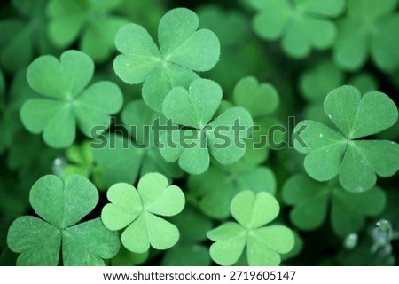 Three leaf clovers for backgrounds 