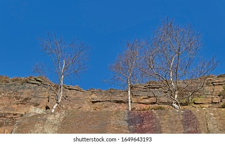 Three Leafless Silver Birch Trees Growing On Top Rocky Ledge Of Millstone Grit