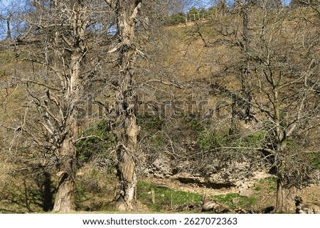 Three leafless trees stand in the foreground, with a hillside and blue sky visible in the background. Predominantly browns, greens and blues at Studley Royal Park, UK.
