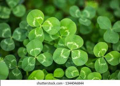 Three leaves clover background. Macro. Close-up. Detail. Wallpaper. Pattern - Shutterstock ID 1344046844