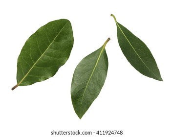 drei Blätter von Lorbeeren auf weißem Hintergrund