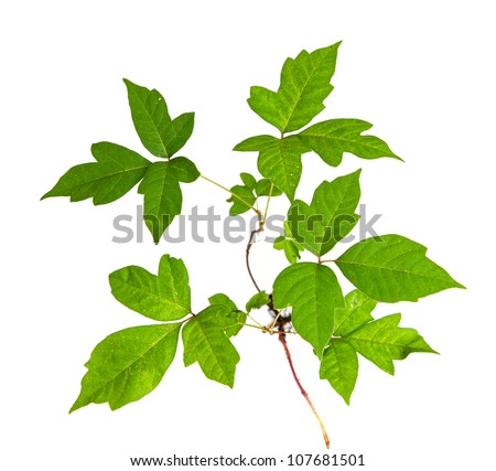 Three Leaves Poison Ivy Closeup Isolated on White Background