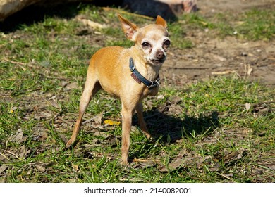 1,417 Three Legged Dog Images, Stock Photos & Vectors | Shutterstock