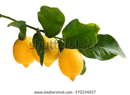 Three lemons on a twig with green leaves  isolated on white background