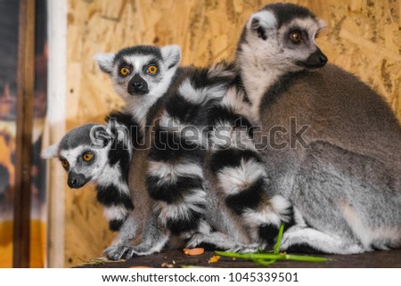 three lemurs look at the frame