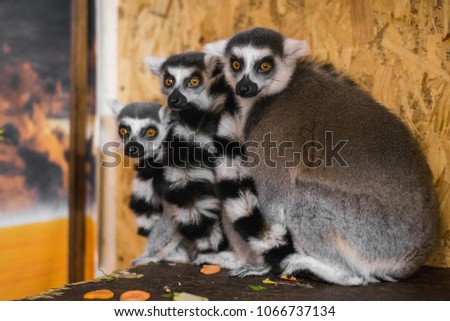 three lemurs look at the frame