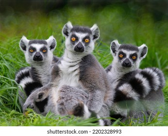 three lemurs sitting in the grass and looking at the camera - Powered by Shutterstock