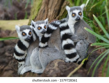 Three lemurs snuggled together to make it warmer. Striped tails and large brown eyes attract attention.