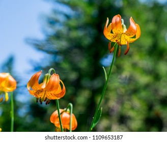 Three Leopard Lily (Lilium Pardalinum) Blooms Near A Lakeshone On Mt. Eddy, Shasta–Trinity National Forest, California, USA