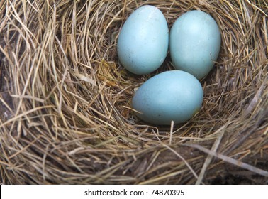 Robins Egg Images Stock Photos Vectors Shutterstock