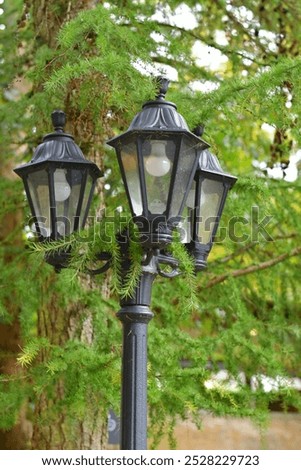 three lights, lightpost in pine forest park