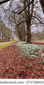 Three Lined Pathway With Spring Trees, Fallen Leaves And Newly Blooming Snowdrops 