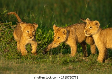 Three lion cubs play fight on grass - Powered by Shutterstock