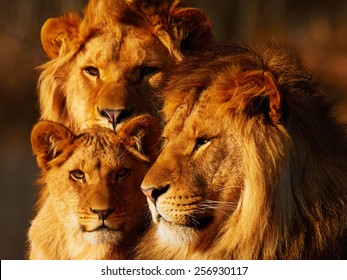 three lions and three hearts
