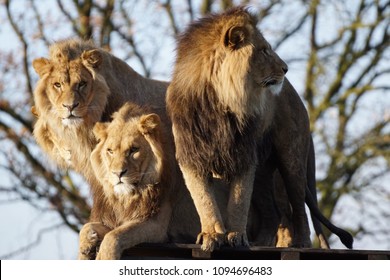 Three Lions In The Sun