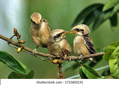 Three Little Birds, Lanius Schach