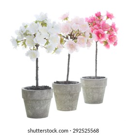 Three Little Cherry Blossom Tree In A Pot Isolated On A White Background