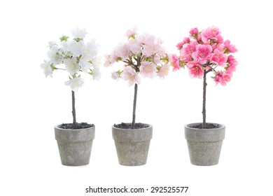 Three Little Cherry Blossom Tree In A Pot Isolated On A White Background