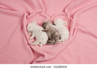 Three little cute rabbits sleeping on a background of pink blanket.