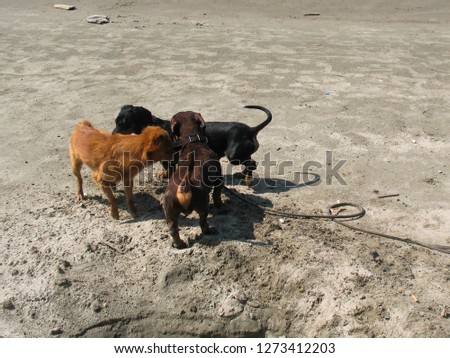Three little dogs walk on the beach. Dachshunds. Dogs get acquainted. Small dogs.