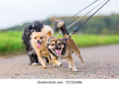 three little dogs walking side by side and they are pulling at the leash