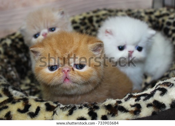 Three Little Exotic Shorthair Kittens Red Stock Image Download Now