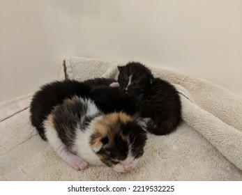 Three Little Fur Baby Kittens