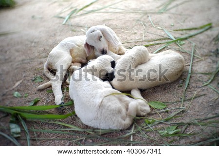 Similar – Image, Stock Photo True love Animal Soft