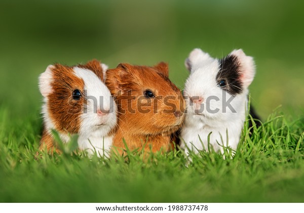 Three little guinea pigs sitting in a row outdoors\
in summer