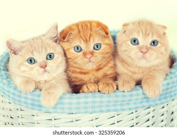 Three Little Kittens In The Basket