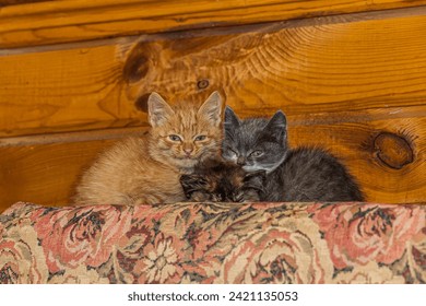 Three little kittens sit tightly huddled on a cushion in a wooden house and look ahead intently. These are red, white-gray European and tortoiseshell (tortie) Persian smoky cats. - Powered by Shutterstock