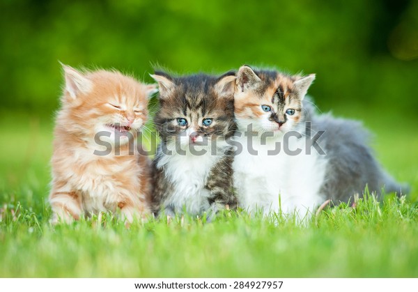 Three Little Kittens Sitting On Lawn Stock Photo 284927957 | Shutterstock