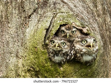 Three Little Owls in the hollow of a tree, facing forward.  Little Owl is the name of the species and not the size of the owl.  Scientific name: Athene noctua.  Horizontal. Space for copy.