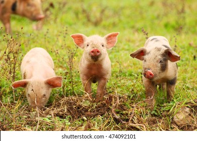 Three little piglets in nature
