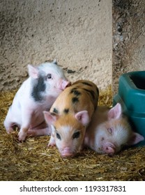 Three little pigs.