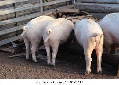 the three little pigs with funny curly tails eating feed from the trough. Funny pink piglets in pigpen on farmland 