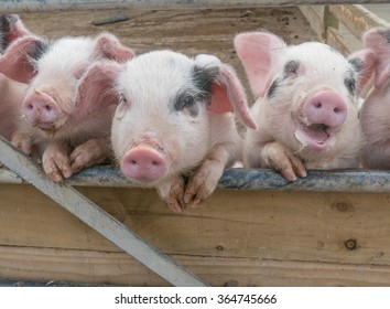 Three little pigs looking over a fence with cheeky looks on their faces.  One is dribbling.