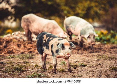 Three little pigs on farm yard. Toned picture