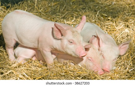 Three little pink piglets cuddle together on a comfortable bed of straw