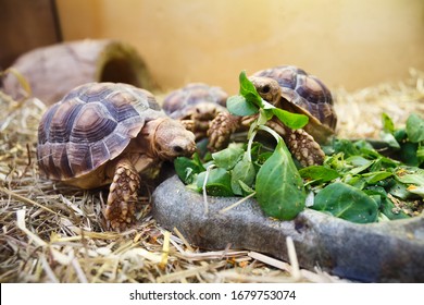 Three Little Turtles Eat Plants Stock Photo 1679753074 | Shutterstock