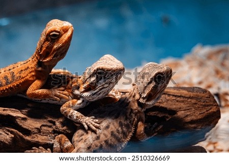 Three lizards are sitting on a log, one of which is brown and the other two are orange
