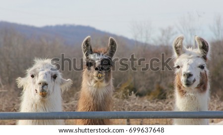 Three Llamas at a Fence - Photograph of three llamas standing behind a gate.  Background includes a field and some mountains.  Selective focus on the llamas' head features. 