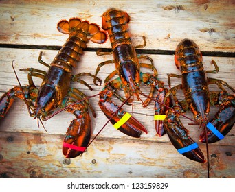 Three Lobsters