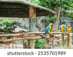 Three long tailed macaw parrot with Blue and yellow,colorful feathers,Macaw bird close up,a background of nature or zoo,fun with animals safari park.