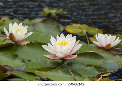 Three lotus or water lily flowers at the Kirstenbosch Botanical gardens