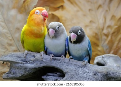 Three lovebirds are perched on dry tree trunks. This bird which is used as a symbol of true love has the scientific name Agapornis fischeri.