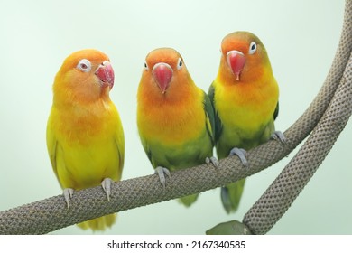 Three lovebirds are perched on the weft of the anthurium flower. This bird which is used as a symbol of true love has the scientific name Agapornis fischeri.