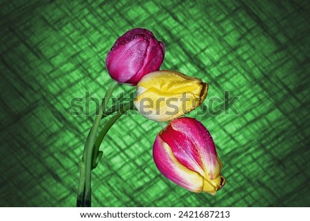 Three Lovely Wet Tulips in close up set against a Green crosshatch background