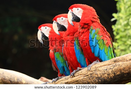 Three macaw on tree